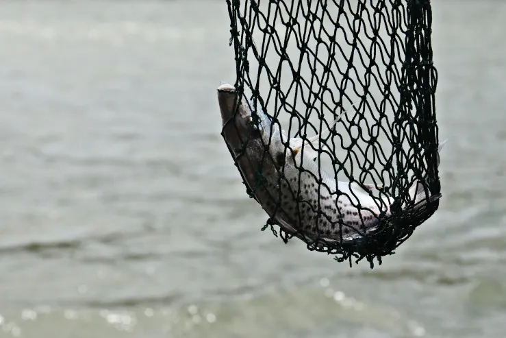 Produto: arrastao de funil para pesca
