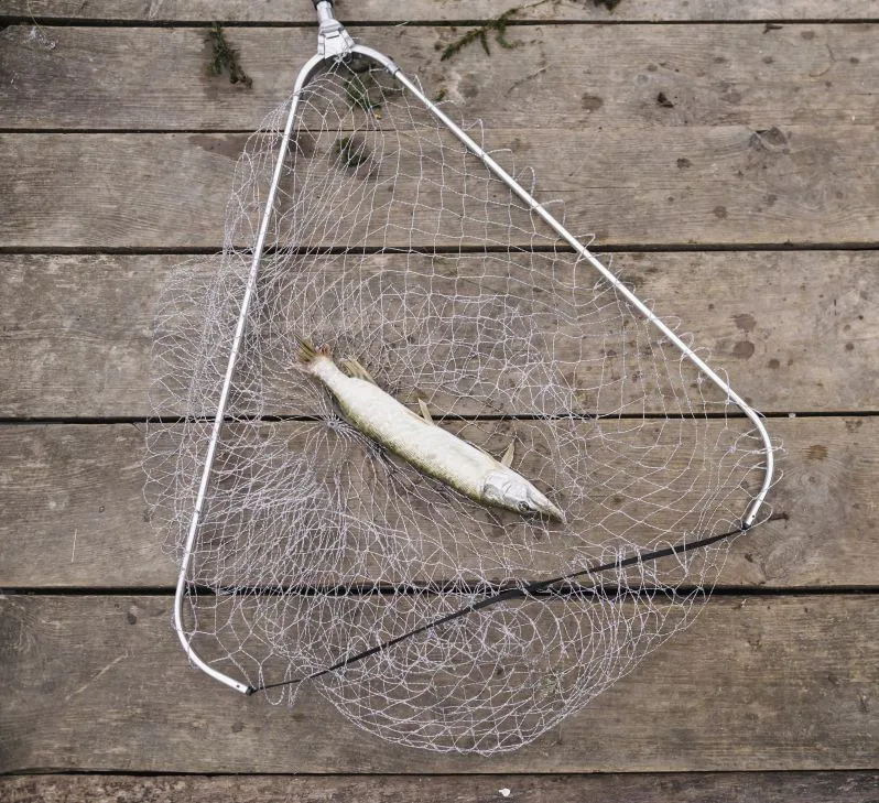 Categoria peneira para manejo de peixes de Piscicultura