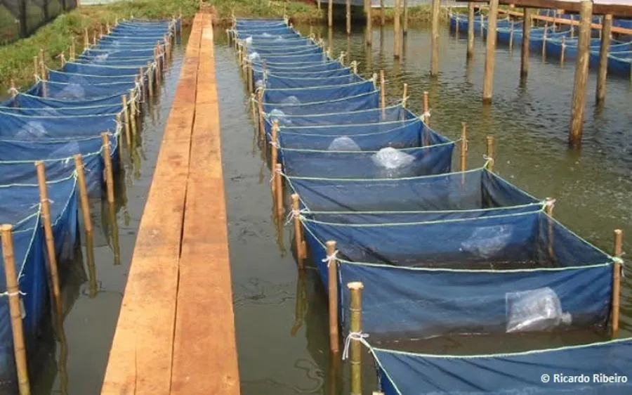 Categoria tanque de fibra para recria de peixes de Piscicultura