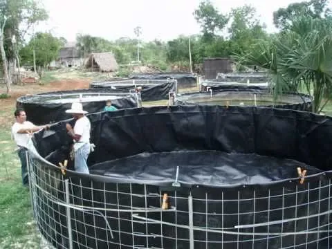 Categoria tanque de polietileno para criação de peixes de Piscicultura