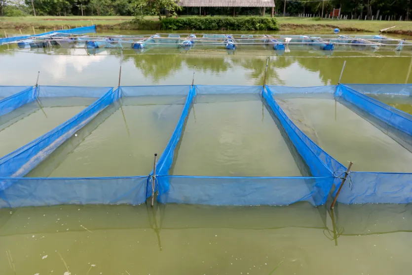 Categoria tanque rede para criação de peixes de Piscicultura
